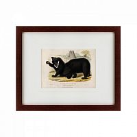 картина: two ursine sloths, or sloth bears, 1830 во Владивостоке