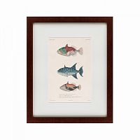 картина: tropical fish, 1830 во Владивостоке