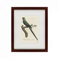 картина: perruche a collier rose, male, 1801 во Владивостоке