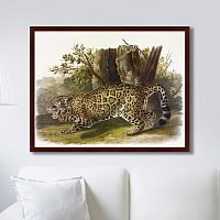 картина: jaguar, 1841г. во Владивостоке