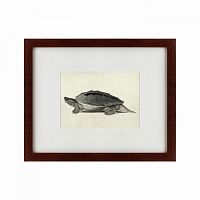 картина: a hand-painted illustration of a burmese roofed turtle, 1873 во Владивостоке