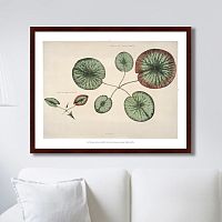картина: young gigantic water lily, 1870г. во Владивостоке