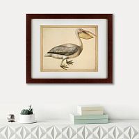 картина: a european pelican, 1635г. во Владивостоке