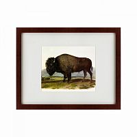 картина: american bison, 1845 во Владивостоке