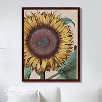 картина: large sunflower (flos solis maior), 1713г. во Владивостоке