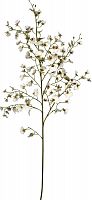 декор oncidium orchid во Владивостоке