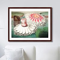 картина: water lily during bloom, 1870г. во Владивостоке
