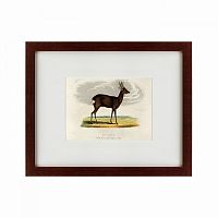 картина: a roebuck, 1830 во Владивостоке