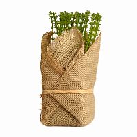 растение декоративное potted herb polini во Владивостоке