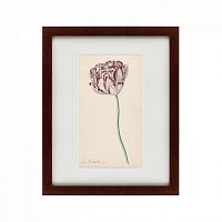 картина: tulp №2, 1815 во Владивостоке