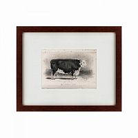 картина: a hereford bull, 1849 во Владивостоке