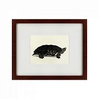 картина: an arakan forest turtle, 1873 во Владивостоке
