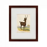 картина: a rusa deer, 1830 во Владивостоке
