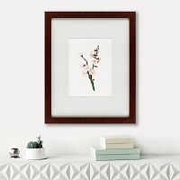 картина: apricot flower (prunus armeniaca), 1832 во Владивостоке