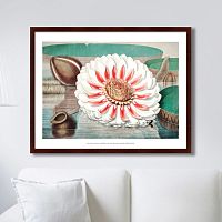 картина: a gigantic water lily in bloom, 1870г. во Владивостоке