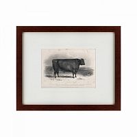 картина: a devon bull, 1849 во Владивостоке