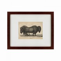 картина: bison, 1828 во Владивостоке