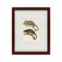 картина: des reptiles, 1705 во Владивостоке