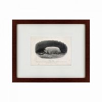 картина: a prize boar, 1867 во Владивостоке