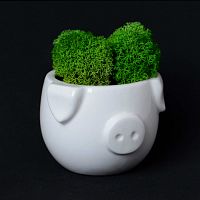 набор для выращивания eco мини-капшо «минипиг» во Владивостоке