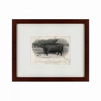 картина: a devon steer, 1869 во Владивостоке