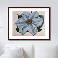 картина: exotic plants of the world №13, 1815г. во Владивостоке
