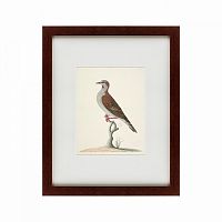 картина: the brown bird во Владивостоке