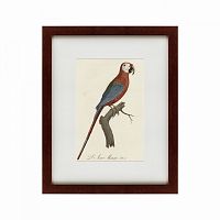картина: ara macao (scarlet macaw), 1801 во Владивостоке