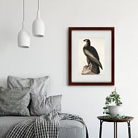 картина: great american sea eagle, 1837 во Владивостоке