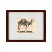 картина: arabian camel, 1809 во Владивостоке
