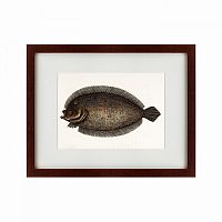 картина: sole fish, 1722 во Владивостоке