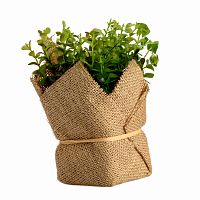 растение декоративное potted herb kolina во Владивостоке