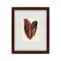 картина: botanical leaf dracaena, 1870 во Владивостоке