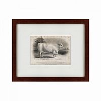 картина: a short horned bull, 1849 во Владивостоке