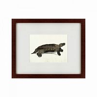 картина: a hand-painted illustration of an arakan forest turtle, 1872 во Владивостоке