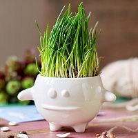 набор для выращивания eco кру во Владивостоке