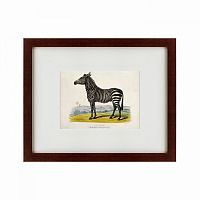 картина: a zebra, 1830 во Владивостоке