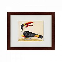 картина: white-throated toucan, 1716 во Владивостоке
