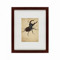 картина: stag beetle, 1505 во Владивостоке