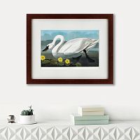 картина: common american swan, 1838 во Владивостоке
