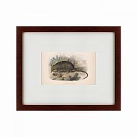 картина: armadillo, 1860 во Владивостоке