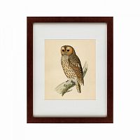 картина: brown owl, 1760 во Владивостоке