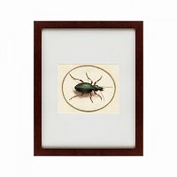 картина: beetle, 1700 во Владивостоке