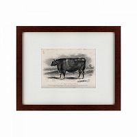 картина: a short horned steer, 1849 во Владивостоке