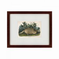 картина: armadillo (dasypus peba), 1848 во Владивостоке