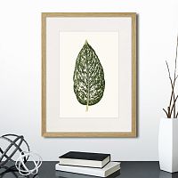 картина: single leaf of a plant №1, 1865г. во Владивостоке