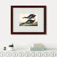 картина: blue-winged teal, 1836 во Владивостоке