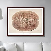 картина: leaf of a gigantic water lily, 1870г. во Владивостоке